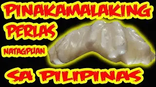 PINAKAMALAKING PERLAS NATAGPUAN SA PILIPINAS