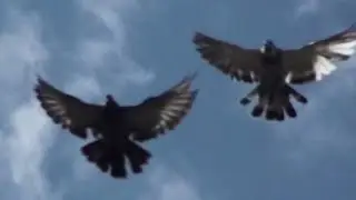 Хто хоче тут жити, той прилетить