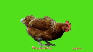 amazing green screen video