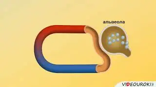 Газообмен в лёгких и тканях