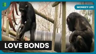 Capuchin Brothers Bonding - Monkey Life - Documentary