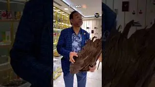 What is the most expensive wood in the world 🔥#facts #shorts
