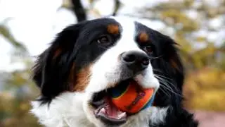 Bernese Mountain Dog Parasite Prevention