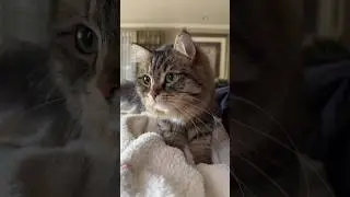 Waking up to the sweetest biscuit maker 🥹#cat #catlover #kitten #cute #funnycats #kitty #love #pets