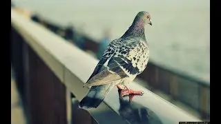 ВАЖНЕЦКИЙ! внезапный подкаст вместо стрима