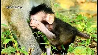 Baby Viola act like cry lull mom Violet for milk time,Viola so sad mom try not feed milk full