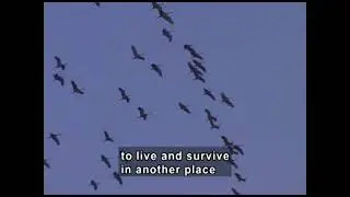 Migration And Hibernation (Accessible Preview)