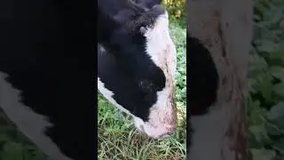 Ты ж не свинья.