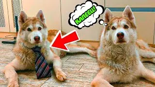 МОЙ БРАТ БЛИЗНЕЦ ПОНЧИК ОБМАНУЛ НАС!! Все серии подряд!! Хаски Бублик Говорящая собака