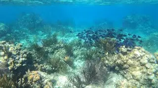 Grand Cayman Snorkeling! (Multiple Areas)