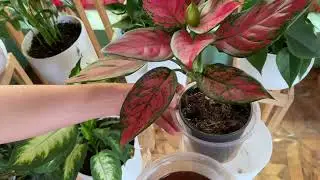 Do you know about the benefits of coffee for flowers?/Знаете ли вы о пользе кофе для цветов?