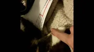 Cat holds my hand