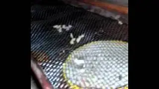 Высокотемпературная зимовка пчел