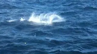 Sailfishing Off Fort Lauderdale