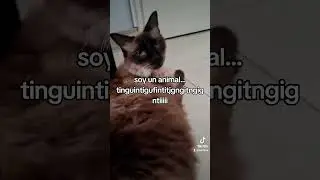 soy un animal #gato #gatosiames  #gatito #gatitos #angora #viral
