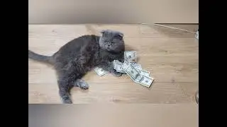 немного ходовки, ремень, шкив, и свежее масло в кпп!
