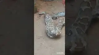 big snake in kerala