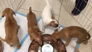 PUPPIES! PUPPIES! PUPPIES!!