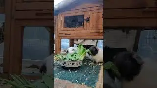 guinea pig feeding time