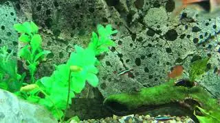 Sick cardinal tetra