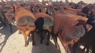 ГИССАРСКИЕ ОВЦЫ СУРХАНДАРЬИ 😻| Hissar sheep of Uzbekistan 😍🔥