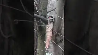 Дятел в парке и колбаса -  московская природа