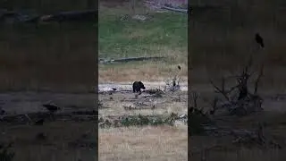 Filmed Grizzly using paw to eat #short #wildlife #grizzlybear #sonya1 #nature