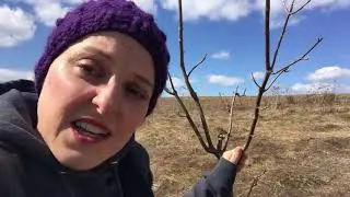 Outside Writing: Report on Trees