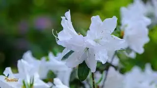 جزء - قد سمع - Saad Al Ghamdi - JUZ' QAD SAMI'A