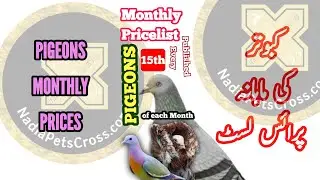 PIGEONS Pricelist JUNE 2023 | Monthly Prices of Doves | Bird Market Latest Update ‎@NadiaPetsCross 