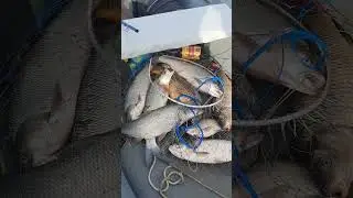 лучшая рыбалка по жереху