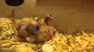 6-10 day old Cockatiel chicks