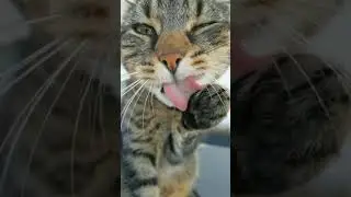 EMPUSSS MEOONG #shorts #komedi #viral #ngakak #sekilaskomedi