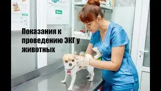 Показания к проведению ЭКГ у животных
