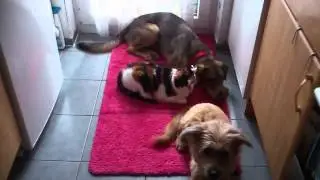 МУСЬКА ДАЛА ЁЖКЕ ПО МОРДАШКЕ