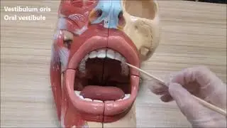 Cavitas oris anatomisi