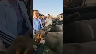 35 GA YUQ UDAR NAVVOSLAR