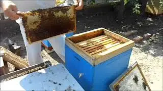 Собираю гнёзда в зиму,с чего мёд принесли ?