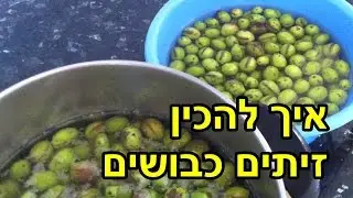 איך להכין זיתים כבושים במלח - מתכון מצולם בוידאו