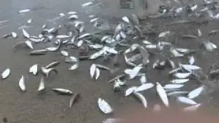 Cast Netting Pilchard Bait from the Beach