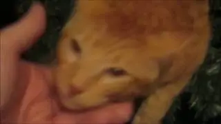 Kitty In The Christmas Tree