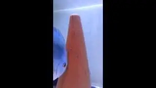 Discus fry 1 day free swimming