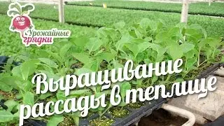 Выращивание рассады в теплице 