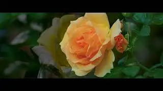 ROSE FLOWER
