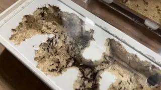 КОРОЛЕВА ЕСТЬ ??? Dolichoderus quadripunctatus (четырехточечный муравей)