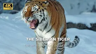 The Siberian Tiger the World's Most Powerful Wild Cat