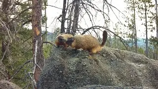 Rodent Rock: Multi-species Scent Post