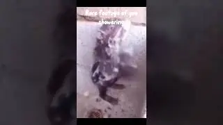 rare footage of you showering #rat #trending #trend #meme #fypシ #fypシ゚viral #fun #lol #shower #soap