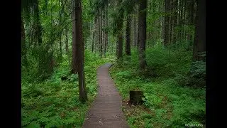 Осенний лес. Экологическая тропа. Live#16