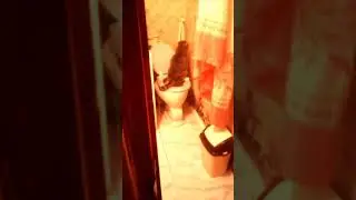 Кот на толчке